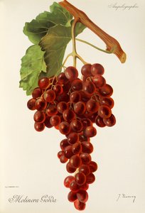 Molinera Gorda