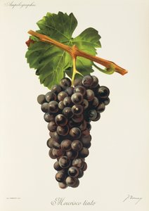 Raisin Mourisco Tinto