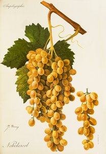 Raisin Nebelescol par J. Troncy