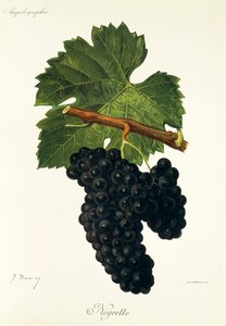 Raisin Négrette - Jules Troncy