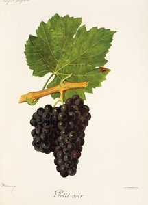 Raisin Petit Noir par J. Troncy - Jules Troncy