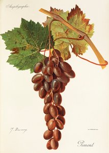 Piment - Jules Troncy