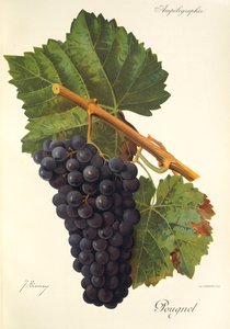 Raisin Pougnel