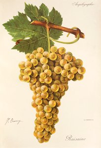 Raisin Raisaine - Jules Troncy