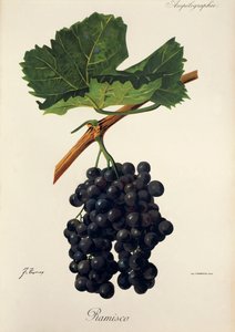 Raisin Ramisco par J. Troncy - Jules Troncy