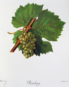 Raisins Riesling de Jules Troncy de Ampelographie, Traité général de viticulture, vol II, par Pierre Viala et Victor Vermorel, Paris