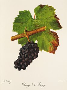Rouge de Bouze - Jules Troncy