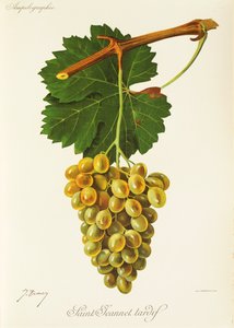 Raisin Saint-Jeannet Tardif