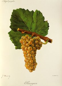 Raisin Sauvignon par J. Troncy - Jules Troncy