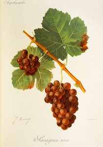 Savagnin Rose - Jules Troncy