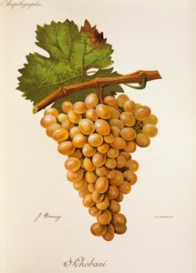 Schobani