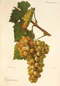 Tantovina - Jules Troncy
