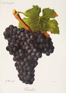 Raisin Teoulier par J. Troncy - Jules Troncy