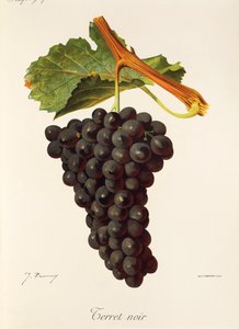 Terret Noir - Jules Troncy