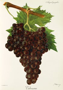 Tibouren - Jules Troncy