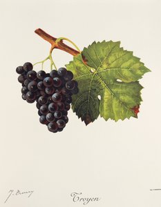 Troyen - Jules Troncy