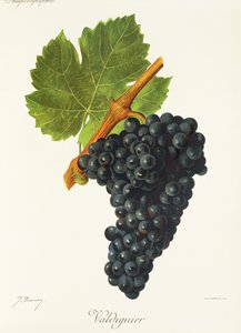 Raisin Valdiguier - Jules Troncy
