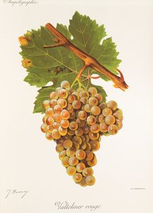 Raisin Valteliner Rouge - Jules Troncy