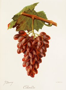 Colourada