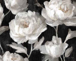 Pivoines blanches sur fond noir – Julia Cheney - Julia Cheney