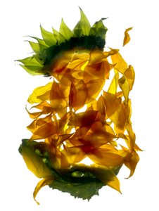 Chiquita Tournesol (photogramme numérique, tirage original numérique)