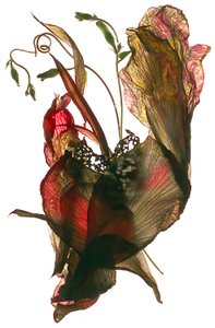 Gloire du matin Canna Heart, 2012