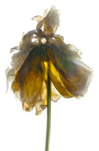 Support de pivoine blanc