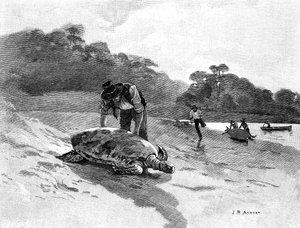 Capture de tortues, 1886