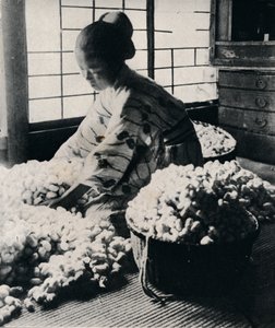 5000 vers à soie mangent 125 livres de mûrier pour 8 écheveaux de soie, fabriquant un kimono, vers 1900, 1921