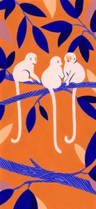 Singes arboricoles colorés