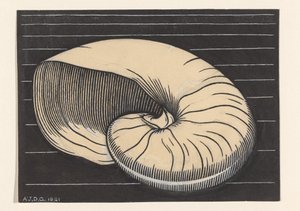 Coquille de nautile