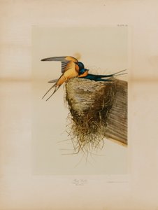 Hirondelle rustique