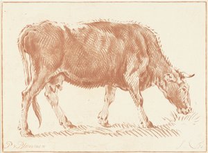 Vache en train de paître