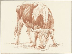Bœuf broutant - Jurriaan Cootwijck
