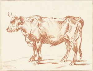 Bœuf debout