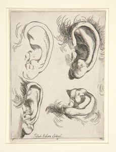 Études de quatre oreilles - Jusepe de Ribera