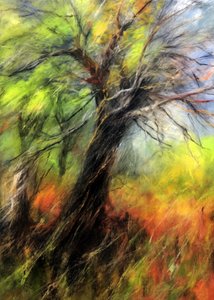 Un arbre aux couleurs chatoyantes en automne - Justyna Jaszke