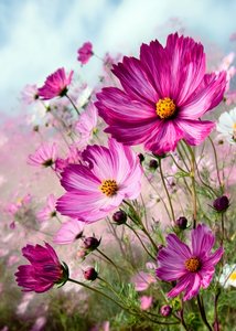 Cosmos rose vif - Justyna Jaszke