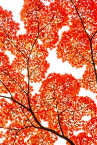 Érables flamboyants d