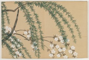 Fleurs de Cent Mondes (Momoyogusa) : Saule et Cerisier - Kamisaka Sekka
