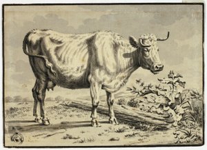 Vache