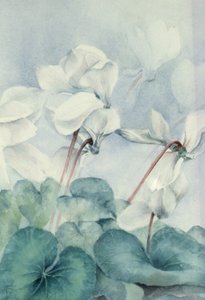 Cyclamen, Triomphe blanc
