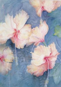 Hibiscus, abricot