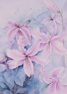 Lys, rose Auratum