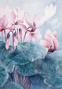 Cyclamen rose Pseudibericum