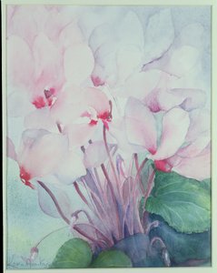 Cyclamen rose, Victoria