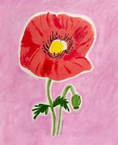 Fleur de pavot rouge