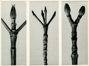 Cornus Nuttallii, 1929 - Karl Blossfeldt
