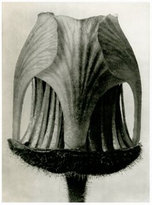 Geum Rivale. 1929 - Karl Blossfeldt
