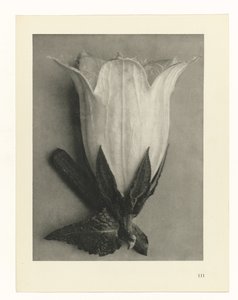 Études de plantes (Urformen der Kunst: photographische Pflanzenbilder) - Karl Blossfeldt